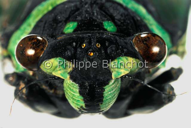 Formotosena montivaga.JPG - in "Portraits d'insectes" ed. SeuilFormotosena montivagaCigaleCicadaHemiptera - CicadidaeThailande